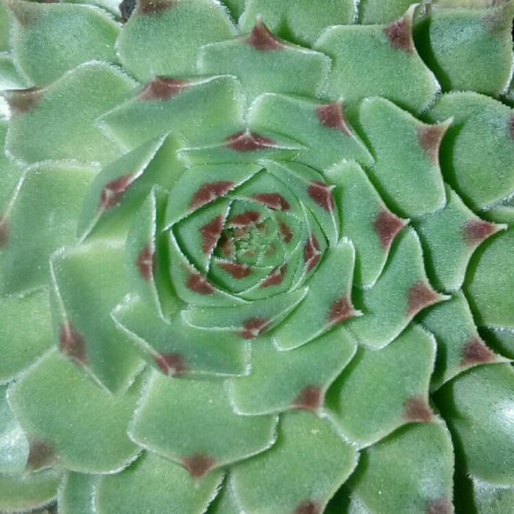 Plant image Sempervivum Tectorum var. Calcareum