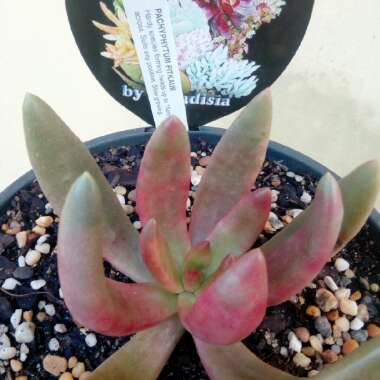 Pachyphytum fittkaui