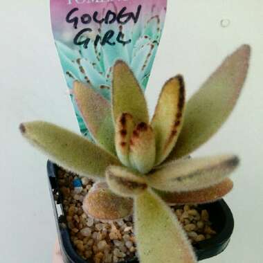 Kalanchoe Tomentosa Golden Girl