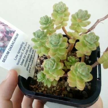 Sedum Oaxacanum