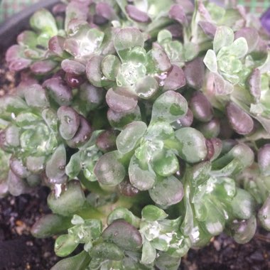 Sedum Spathulifolium 'Purpureum'