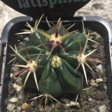 Ferocactus latispinus