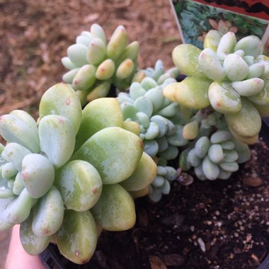 Sedum Clavatum