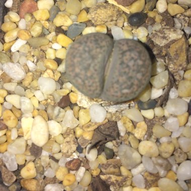 Lithops