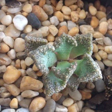 Titanopsis 'Hugo-schlechteri'