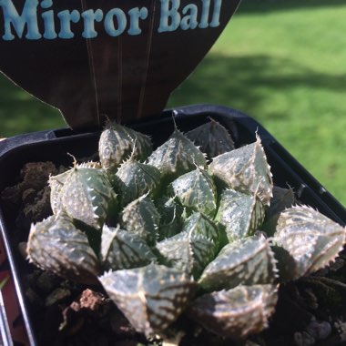 Haworthia Mirrorball