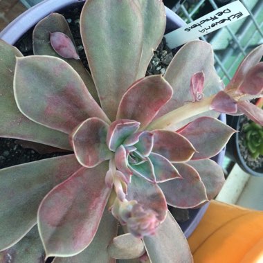 Echeveria Diffractens x Carnicolour