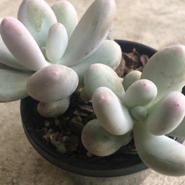 Pachyphytum bracteosum