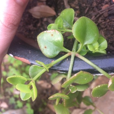 Crassula Spathulata