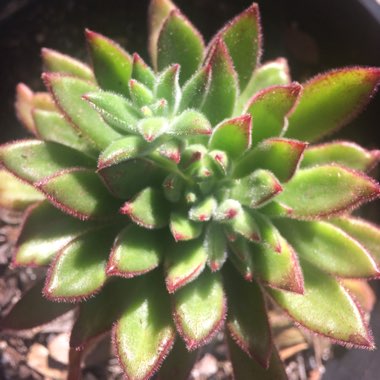 Echeveria Set Oliver