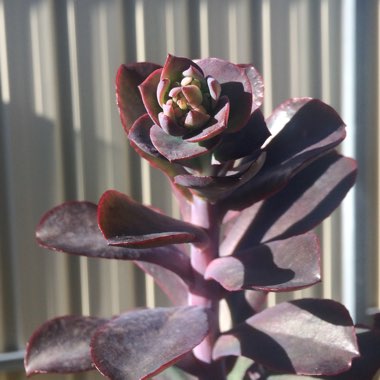 Echeveria Zorro