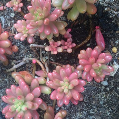 Sedum Rubrotinctum 'Aurora'