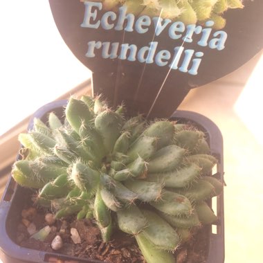 Echeveria Setosa var. Deminuta