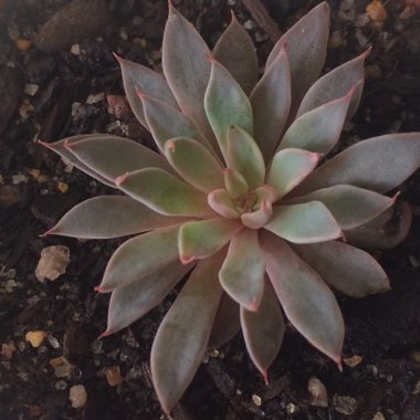 Graptopetalum Rusbyi