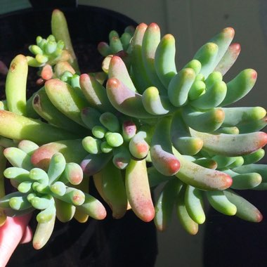 Sedum pachyphyllum