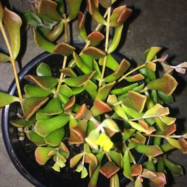 Cotyledon Papillaris