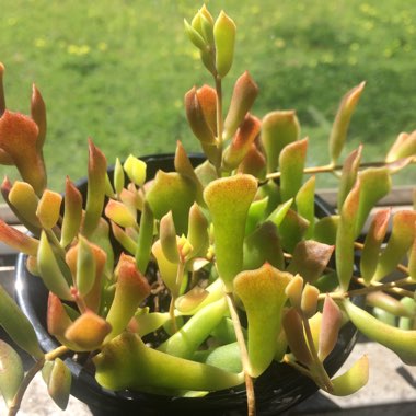 Cotyledon Papillaris