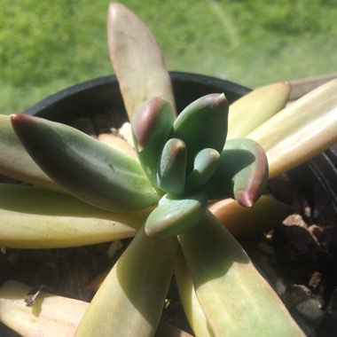 x Pachyveria Bea