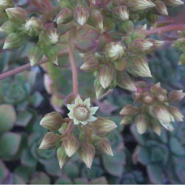 Aeonium haworthii