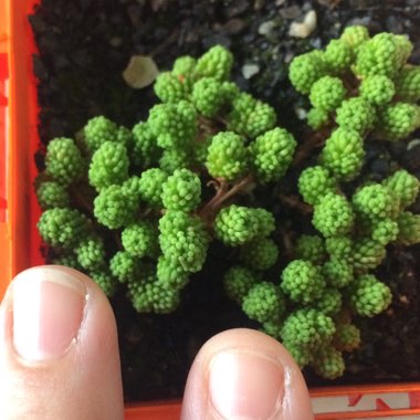 Sedum lydium