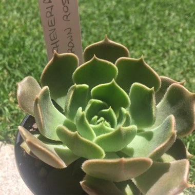 Echeveria Brown Rose