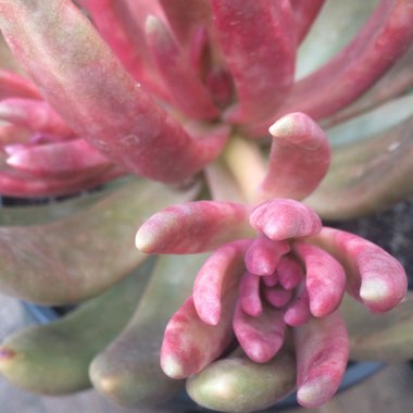 Pachyphytum fittkaui