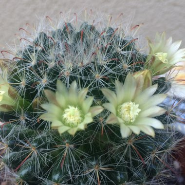 Mammillaria bocasana