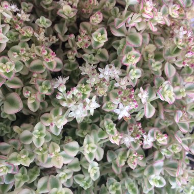 Crassula Pellucida subsp. Marginalis Dwarf Form