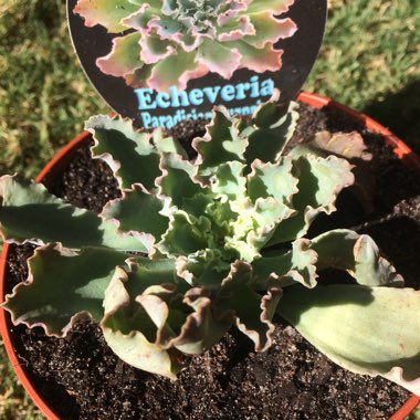 Echeveria Paradisian Surprise