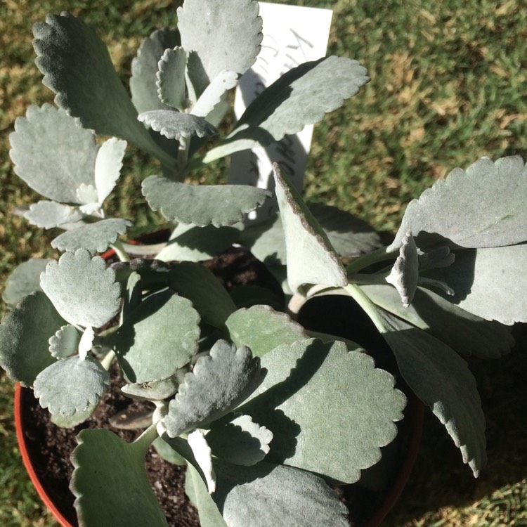 Plant image Kalanchoe Pumila