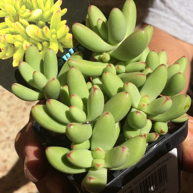 Plant image Crassula nudicaulis var. 'Herrei'