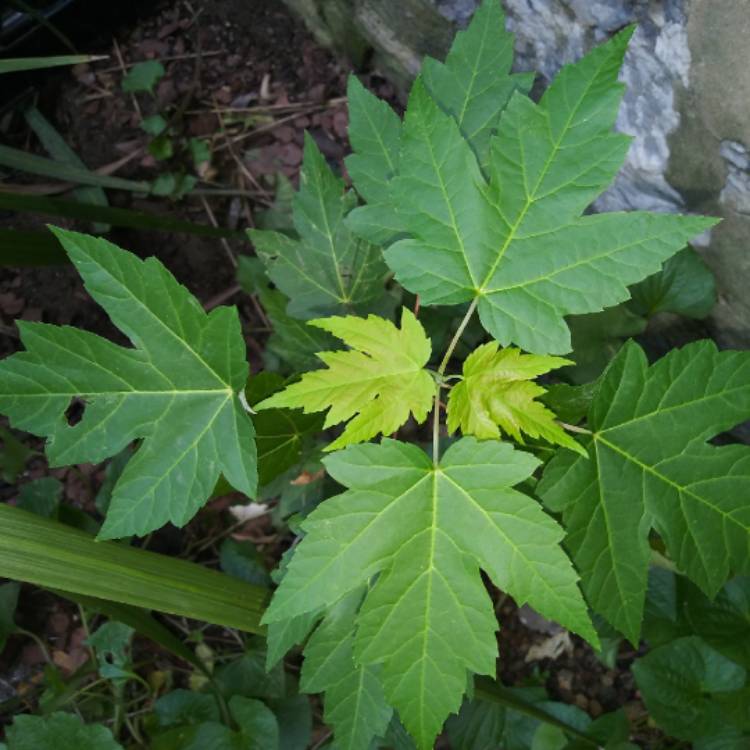 Plant image Acer saccharinum  syn. Acer dasycarpum ; Acer eriocarpum