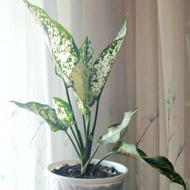 Dumb Cane