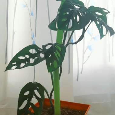 Adanson's Monstera