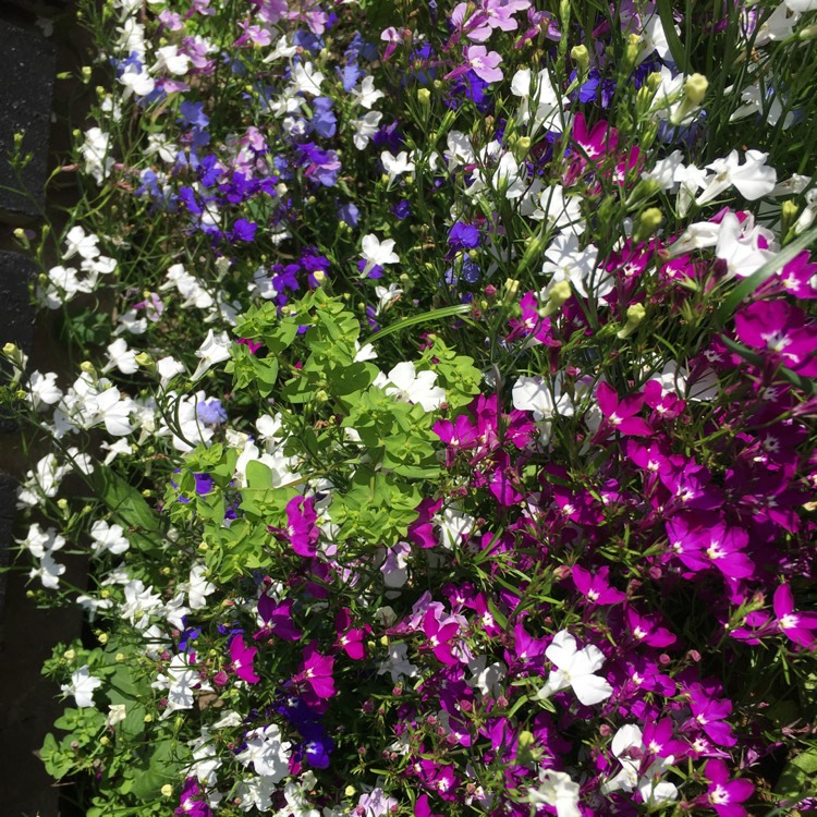 Plant image Lobelia 'String Of Pearls'