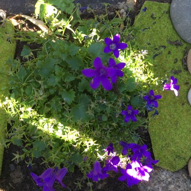 Dalmation Bellflower 'Hoffmann Blue'