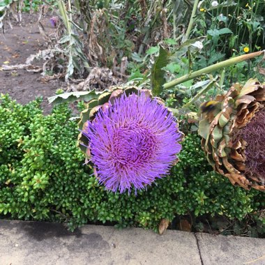 Cardoon