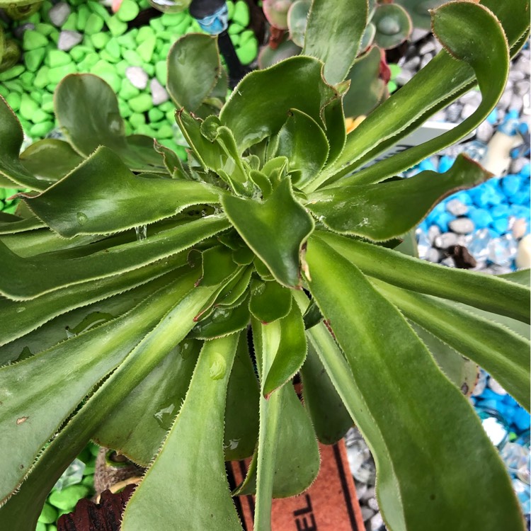 Plant image Aeonium Arboreum Green Rose