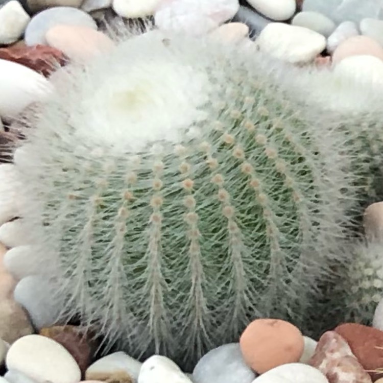 Plant image Notocactus succineus var. albispinus syn. Parodia scopa f. albiseta