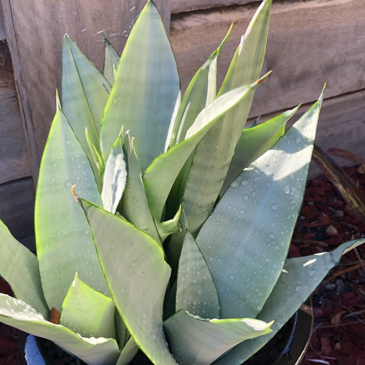 Plant image Sansevieria Moonshine