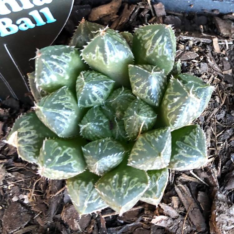 Plant image Haworthia Mirrorball