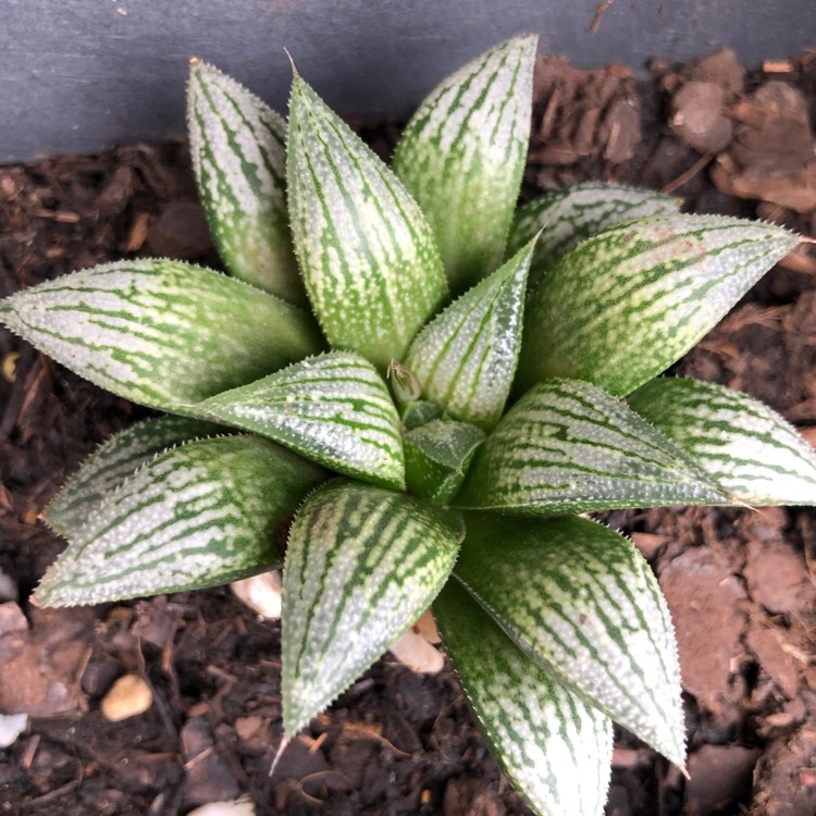 Plant image Haworthia 'Silver Kiwi'