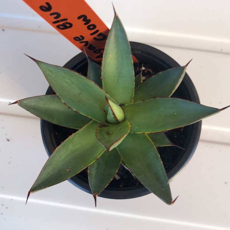 Plant image Agave 'Blue Glow'