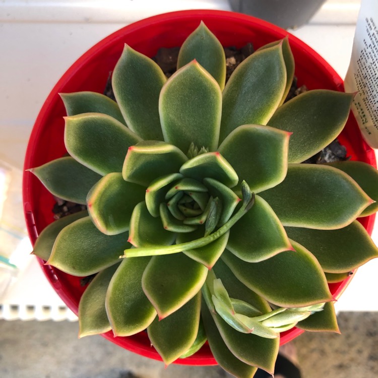 Plant image Echeveria Mira