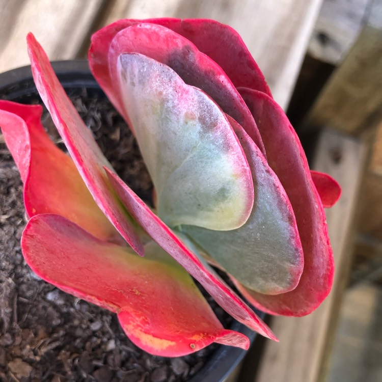 Plant image Kalanchoe Thyrsiflora Variegated