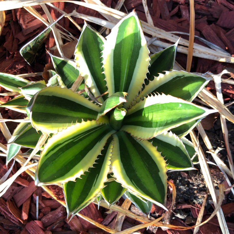 Plant image Agave lophantha 'Quadricolour'