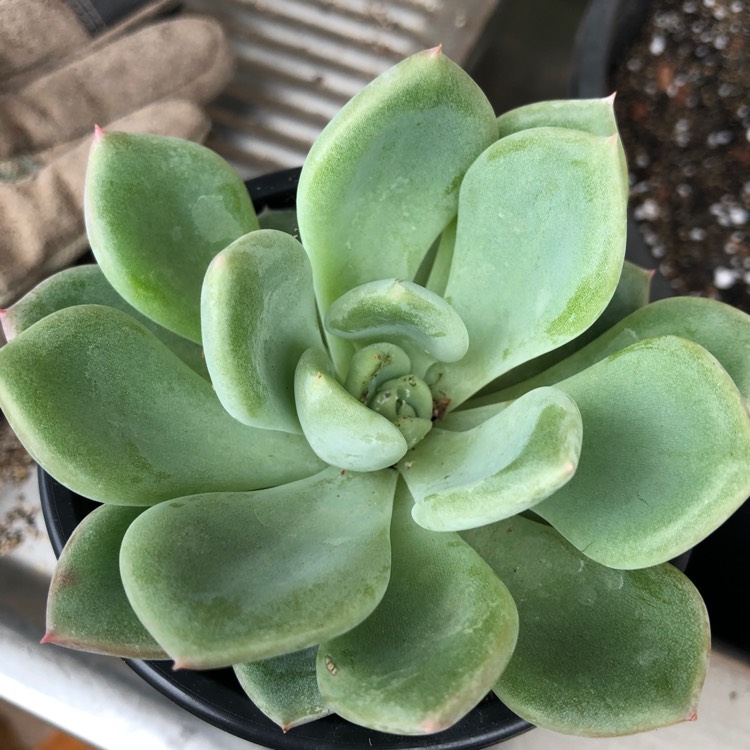 Plant image Echeveria Ghost 61