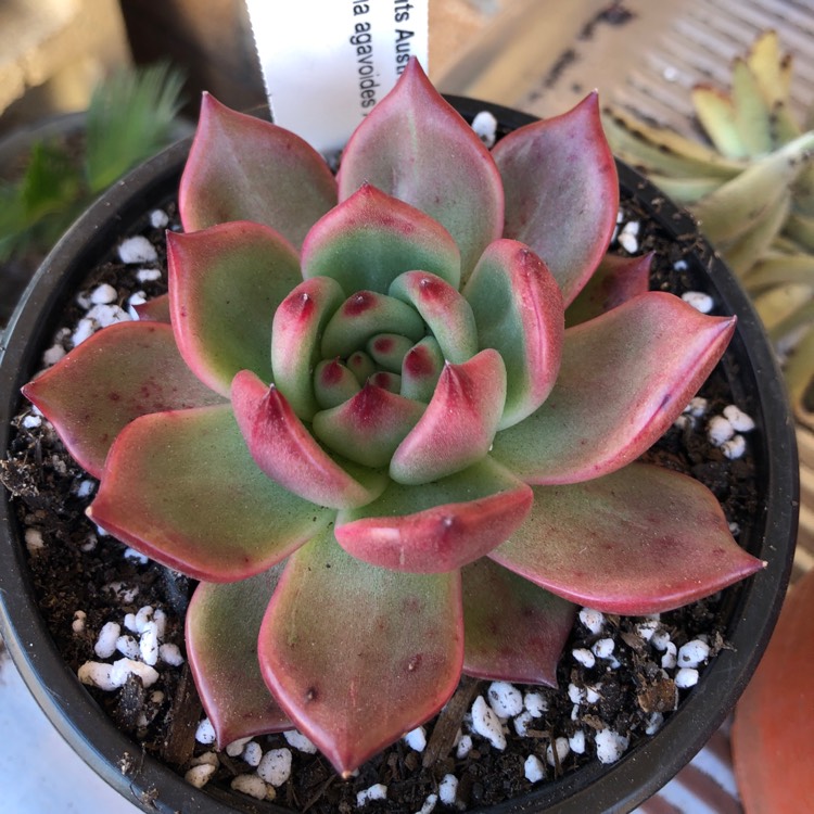 Plant image Echeveria Agavoides Amestro