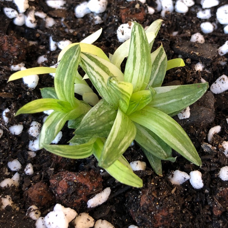 Plant image Haworthia Batesiana Variegated