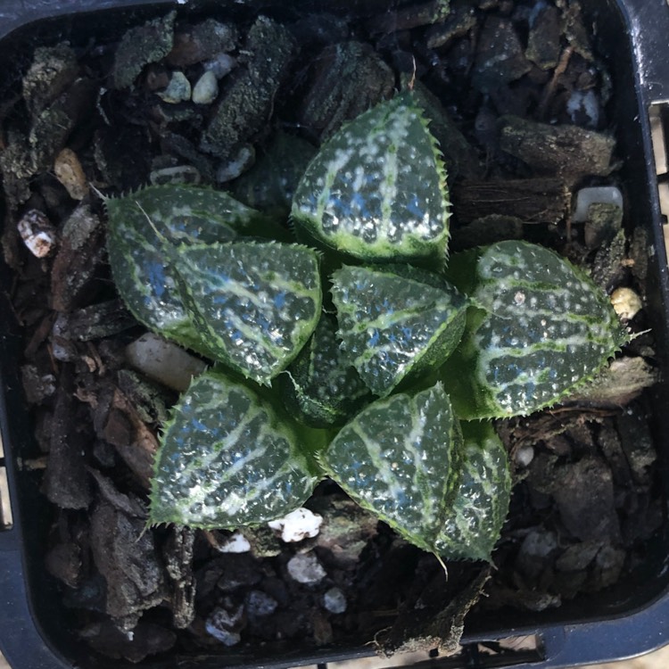 Plant image Haworthia emelyae 'Snow Scene'